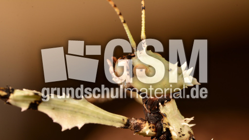 Australische Gespenstschrecke (11).jpg